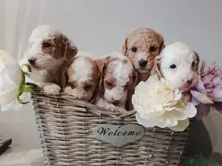 Cavapoo dogs Miniature cavapoos - Advert 10