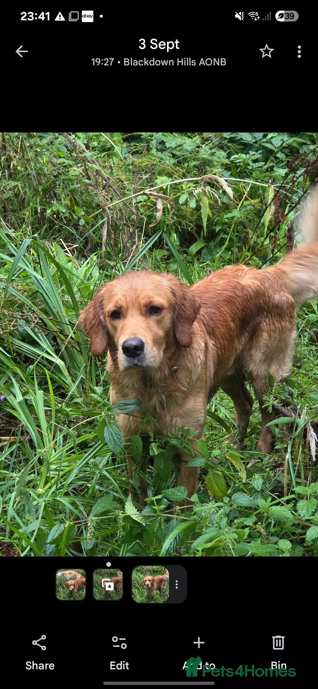 Golden Retriever dogs for stud: KC Health tested Working Golden Retriever Stud  - Advert 2