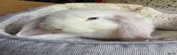 French Lop rabbits for sale: French Giant Lop in Ashford - Advert 3