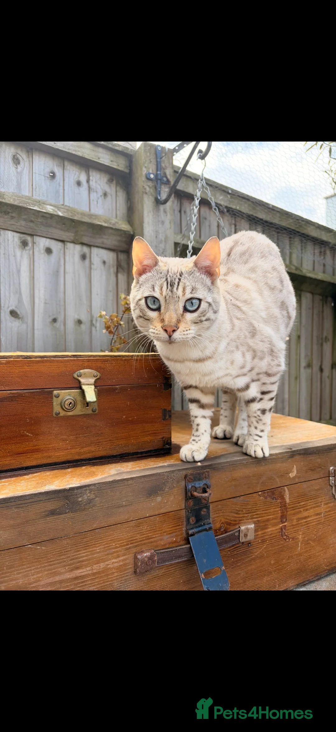 Bengal cats for sale: 2 Bengal Males for rehoming - Advert 2