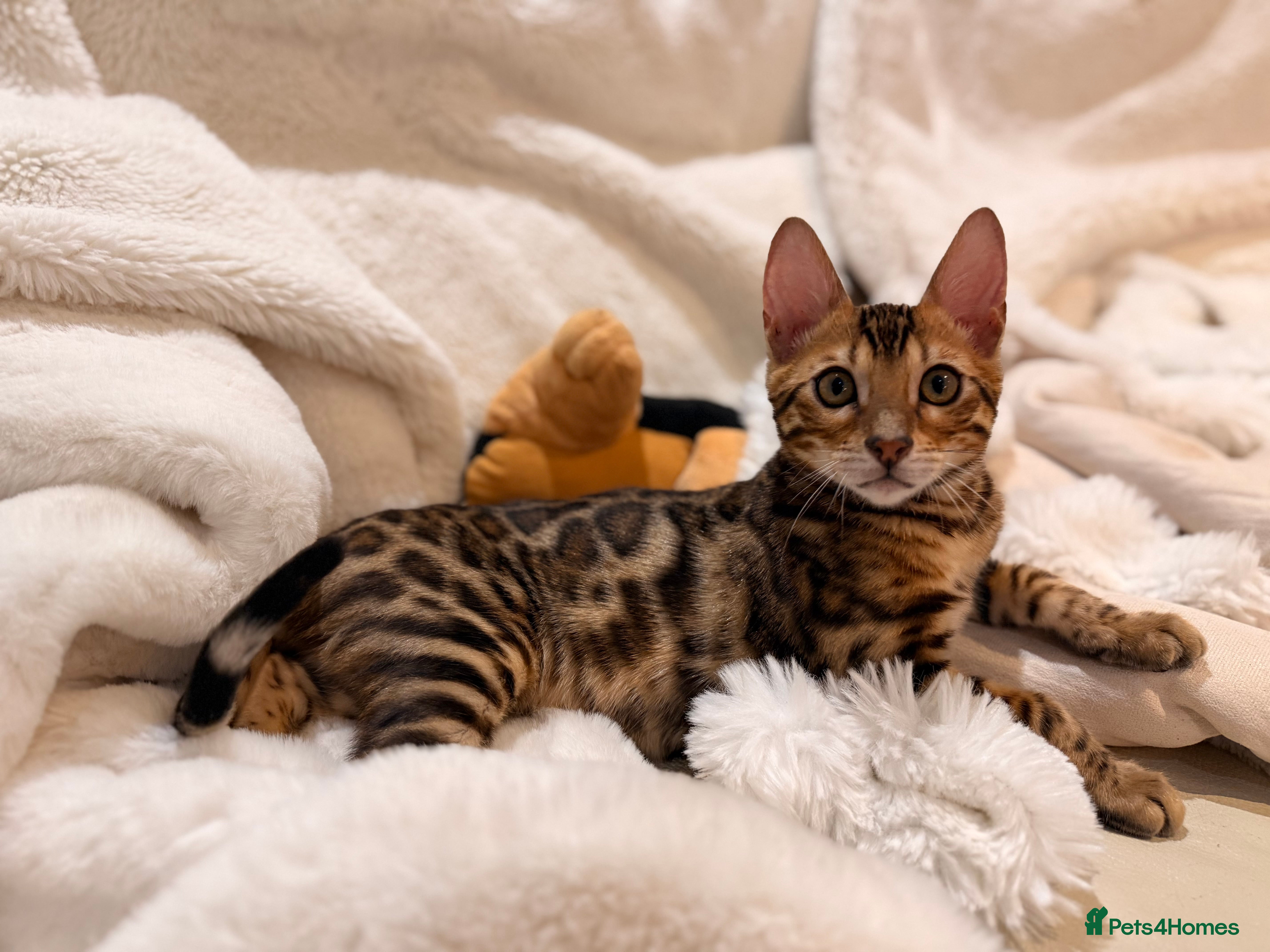Bengal cats Champion bloodline Bengal kittens ready NOW  - Advert 2