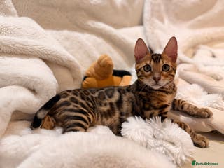Bengal cats Champion bloodline Bengal kittens ready NOW - Advert 2