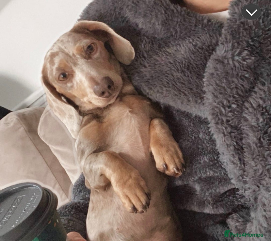 Miniature Dachshund dogs for sale: Miniature Dachshund  - Advert 8