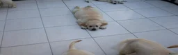 Golden Retriever dogs for sale: Amazing Golden Retriever Puppies - Advert 4