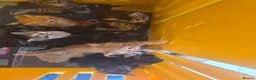 Mixed Breed cats for sale: Little kittens  - Advert 12