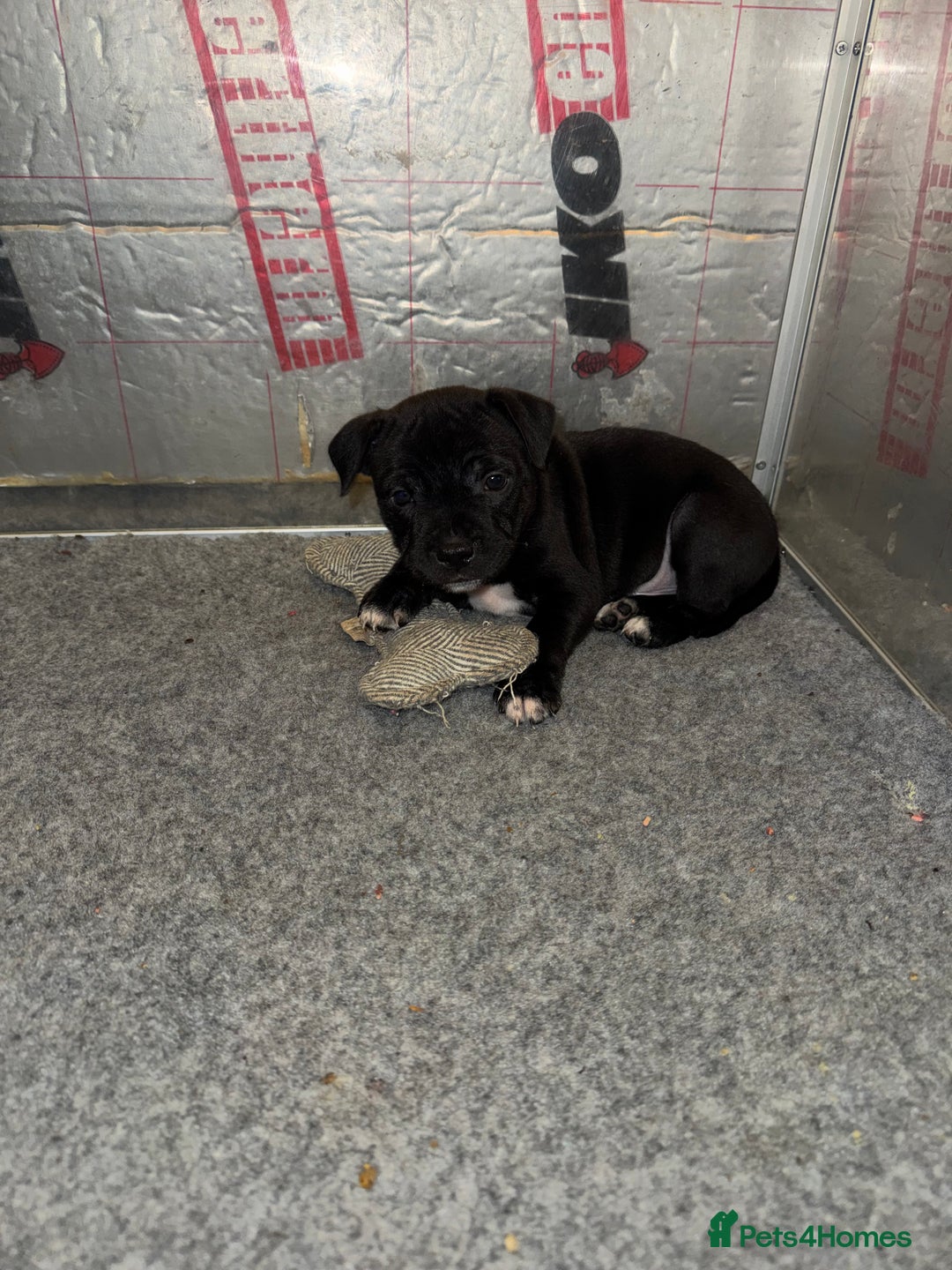 Staffordshire Bull Terrier dogs for sale: KC reg. Staffordshire bull terrier puppies - Advert 10