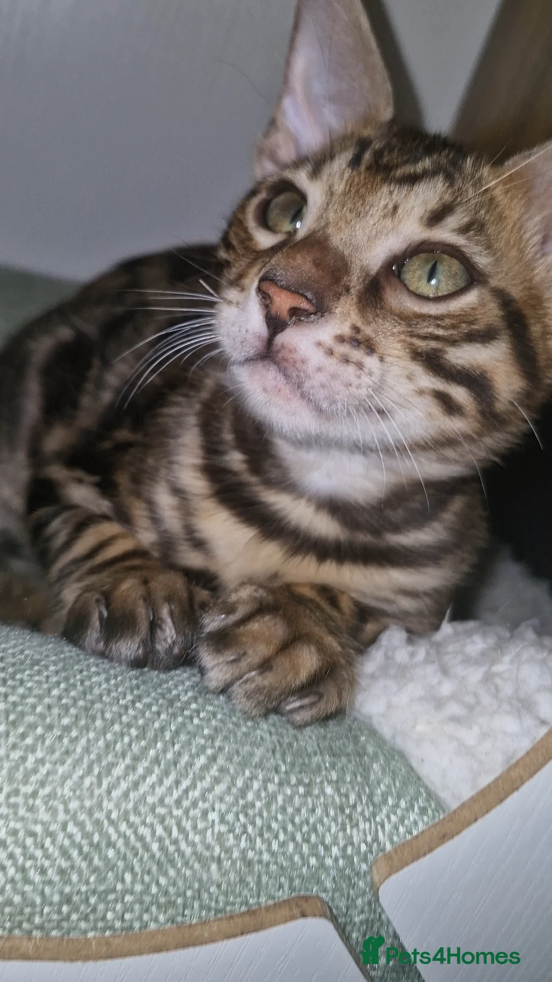 Bengal cats for sale: TICA Genetic Health Tested Kittens - Advert 2