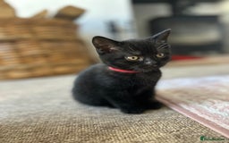 Mixed Breed cats for sale: Kitten British blue x pure black Tom cat - Image 1