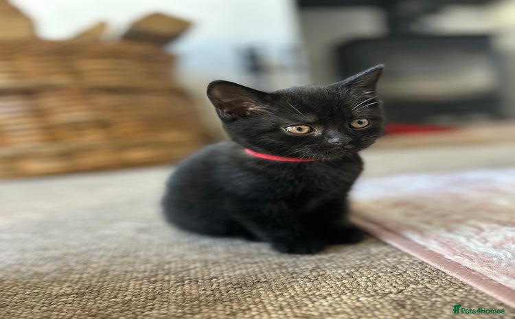 Mixed Breed cats - Advert 7