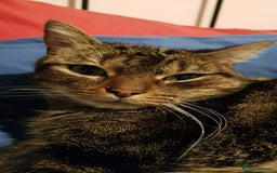 Domestic Shorthair cats for sale: 5 year old Tabby Cat  - Advert 5