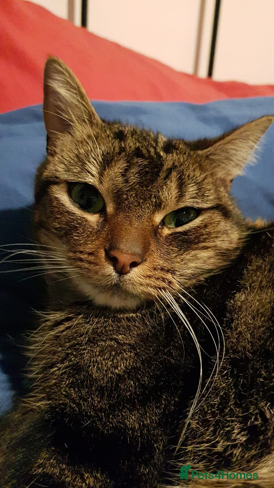 Domestic Shorthair cats for sale: 5 year old Tabby Cat  - Advert 5