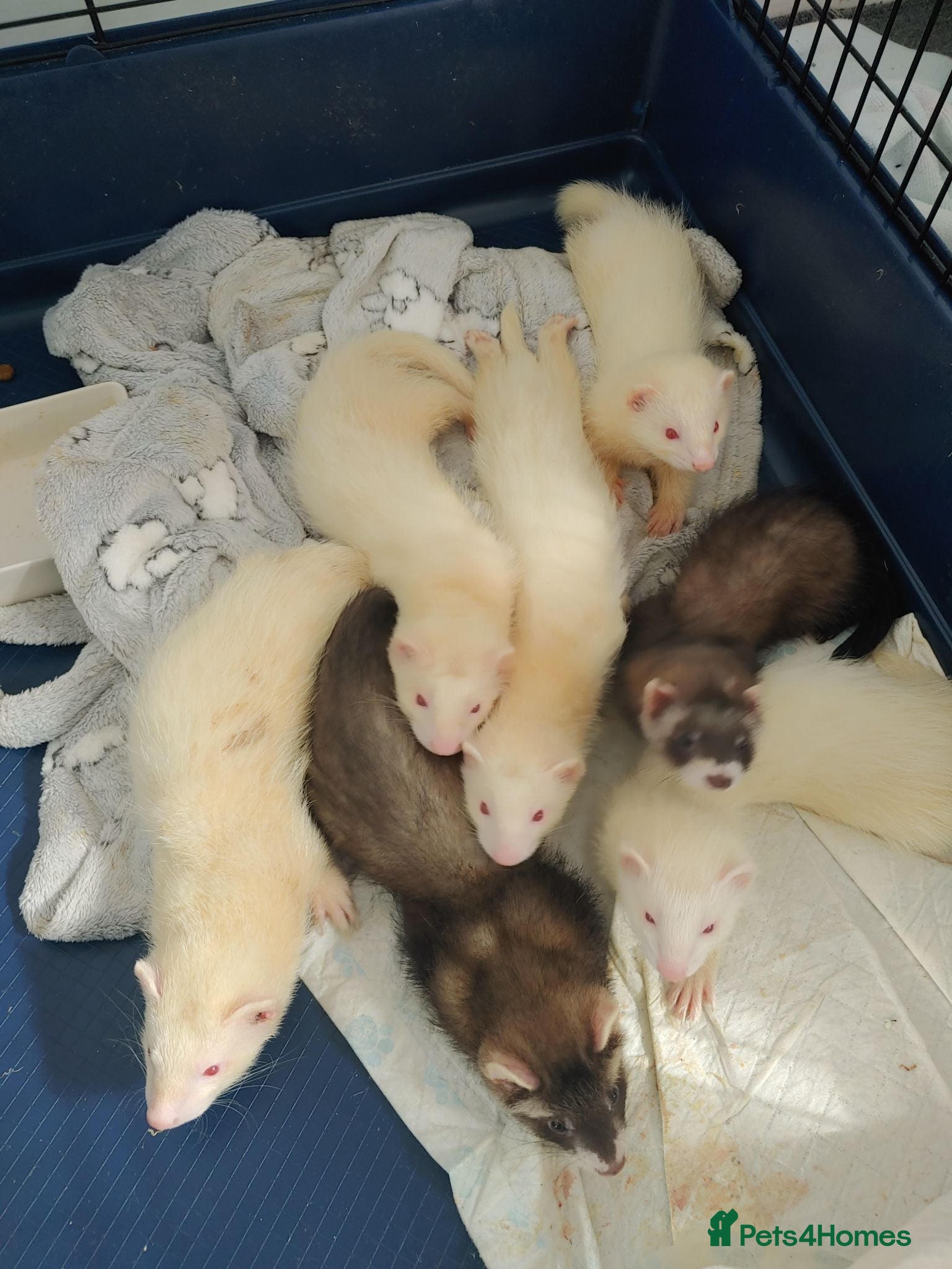 Ferret rodents Ferret kits for sale both jill and hobs 3 litters - Advert 5