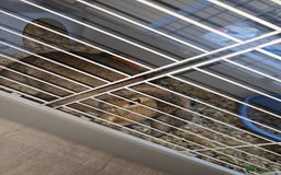 Mini Lop rabbits for sale: Mini lop rabbit  - Image 2