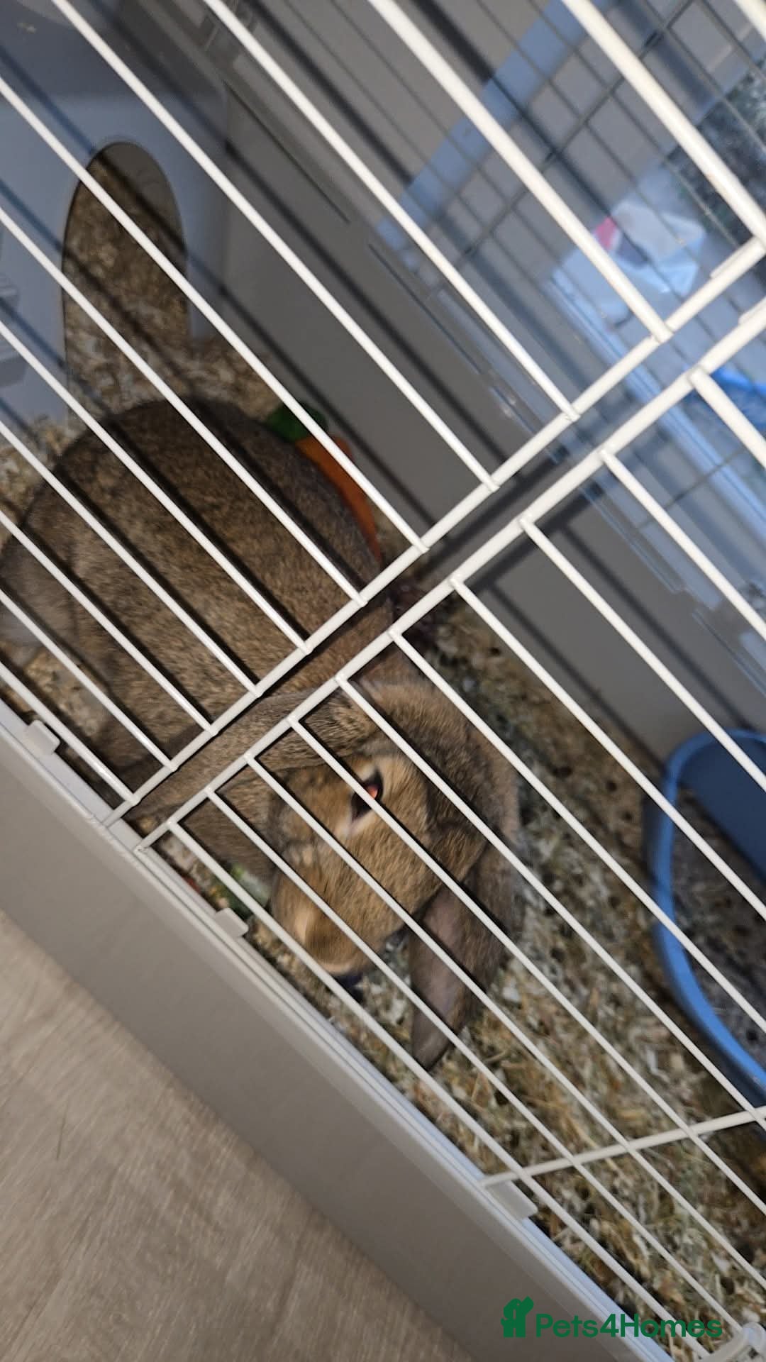 Mini Lop rabbits for sale: Mini lop rabbit  - Image 2
