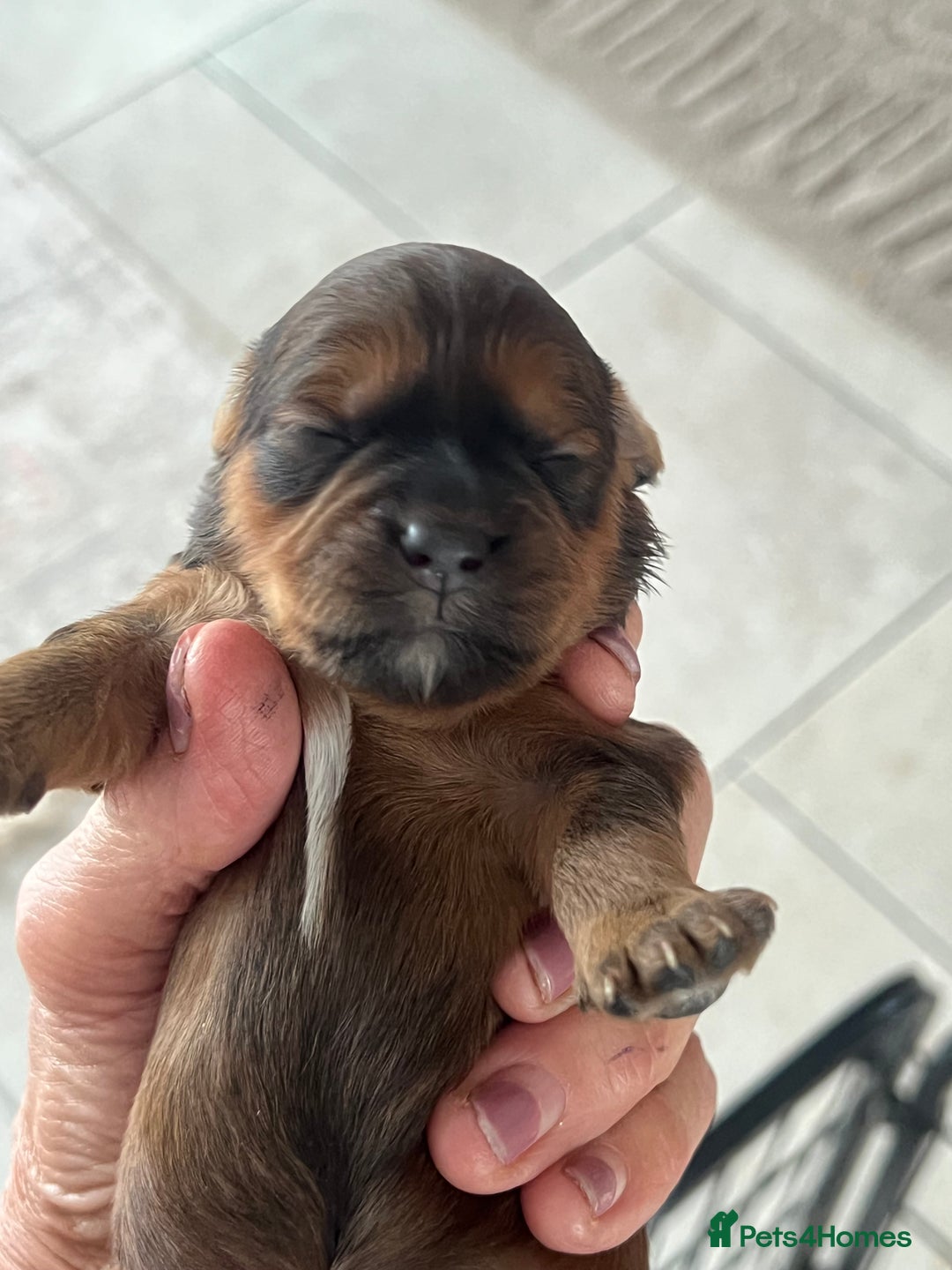 Shihpoo dogs for sale: Shipoo Pups - Image 20