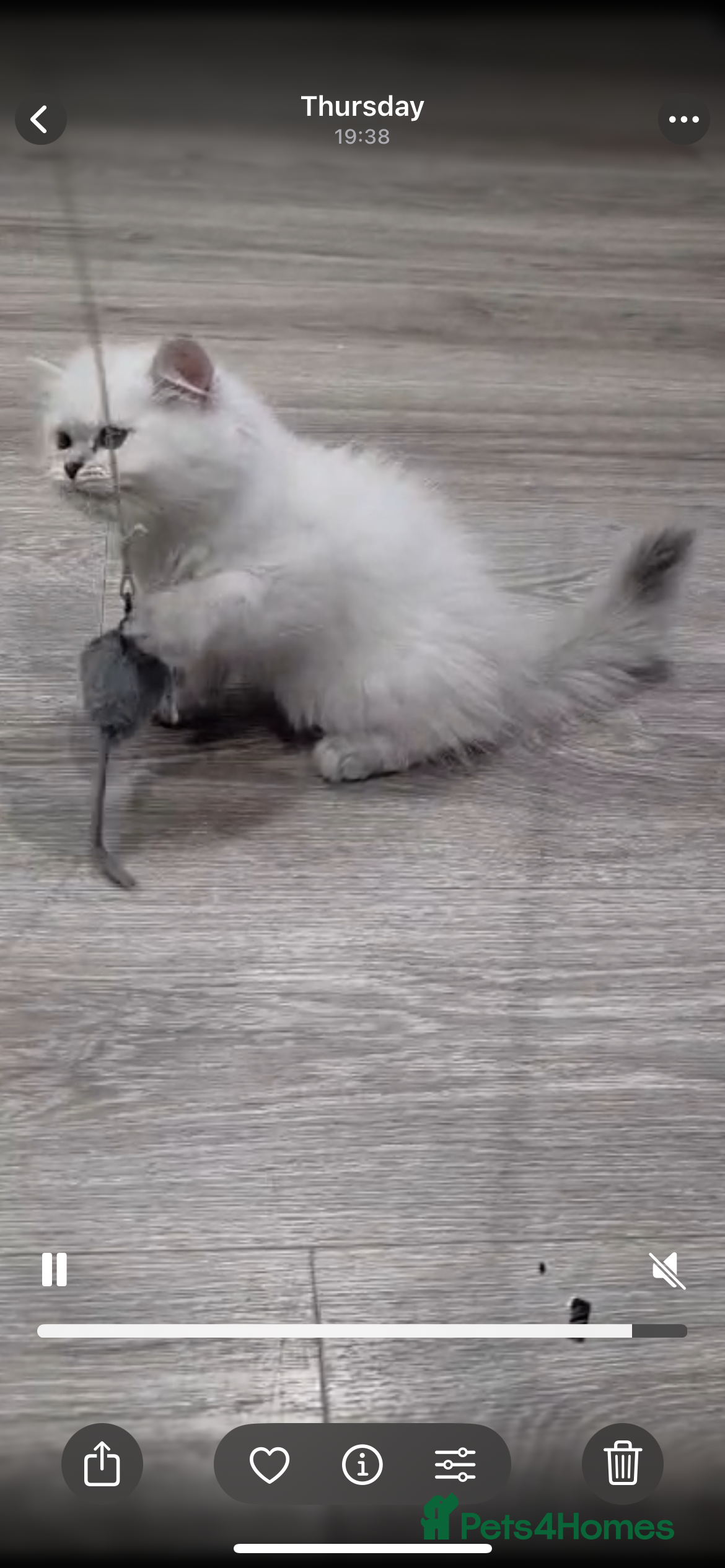 British Longhair cats Lilac golden tip female  - Advert 18