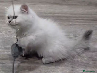 British Longhair cats Lilac golden tip female - Advert 18