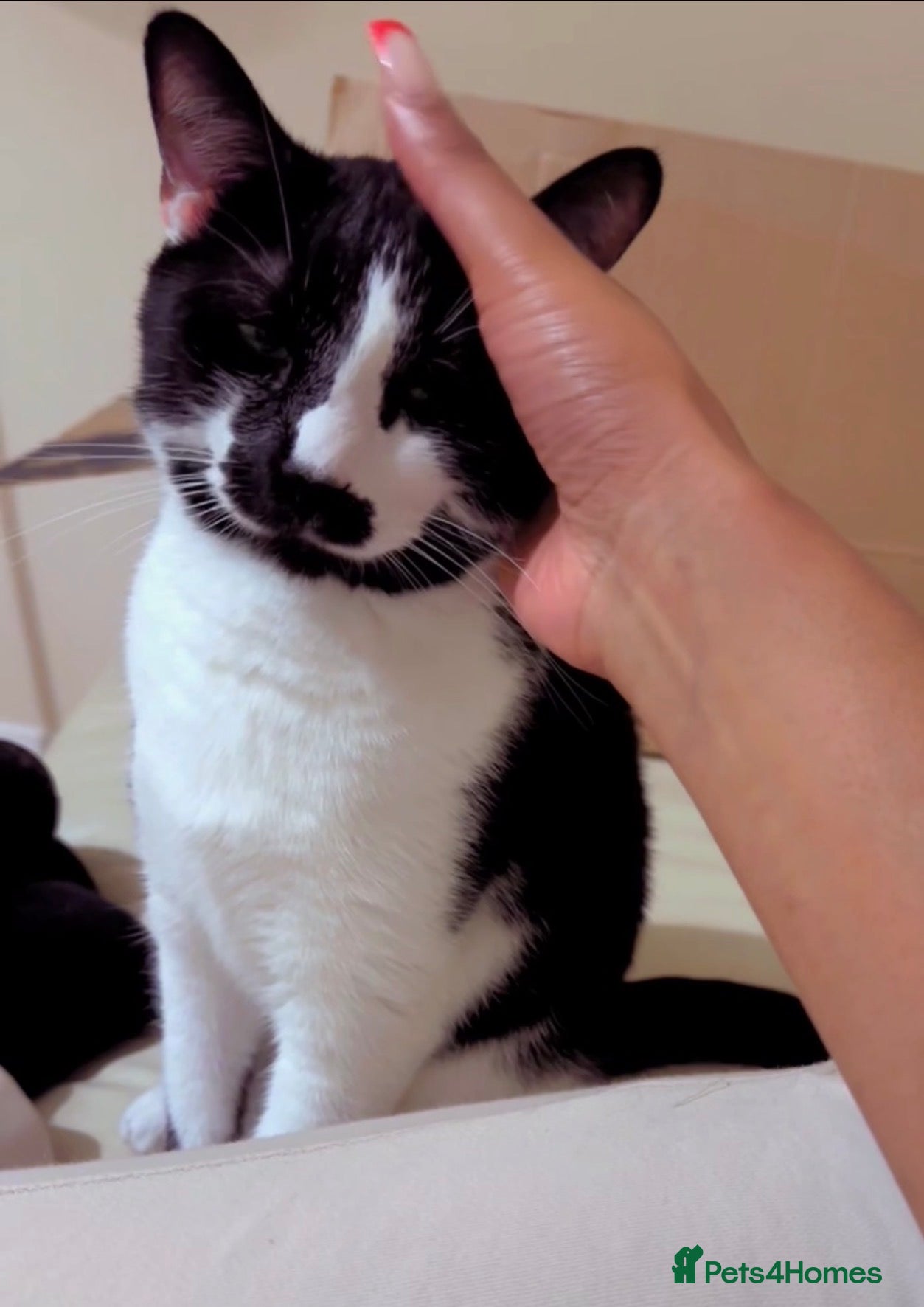 Mixed Breed cats Male cats vaccinated and up to date  - Advert 1