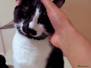 Mixed Breed cats Male cats vaccinated and up to date - Advert 1