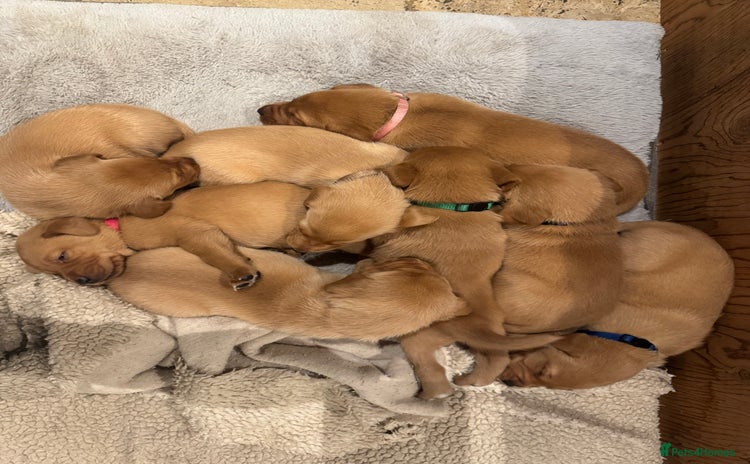 Labrador Retriever dogs - Advert 12