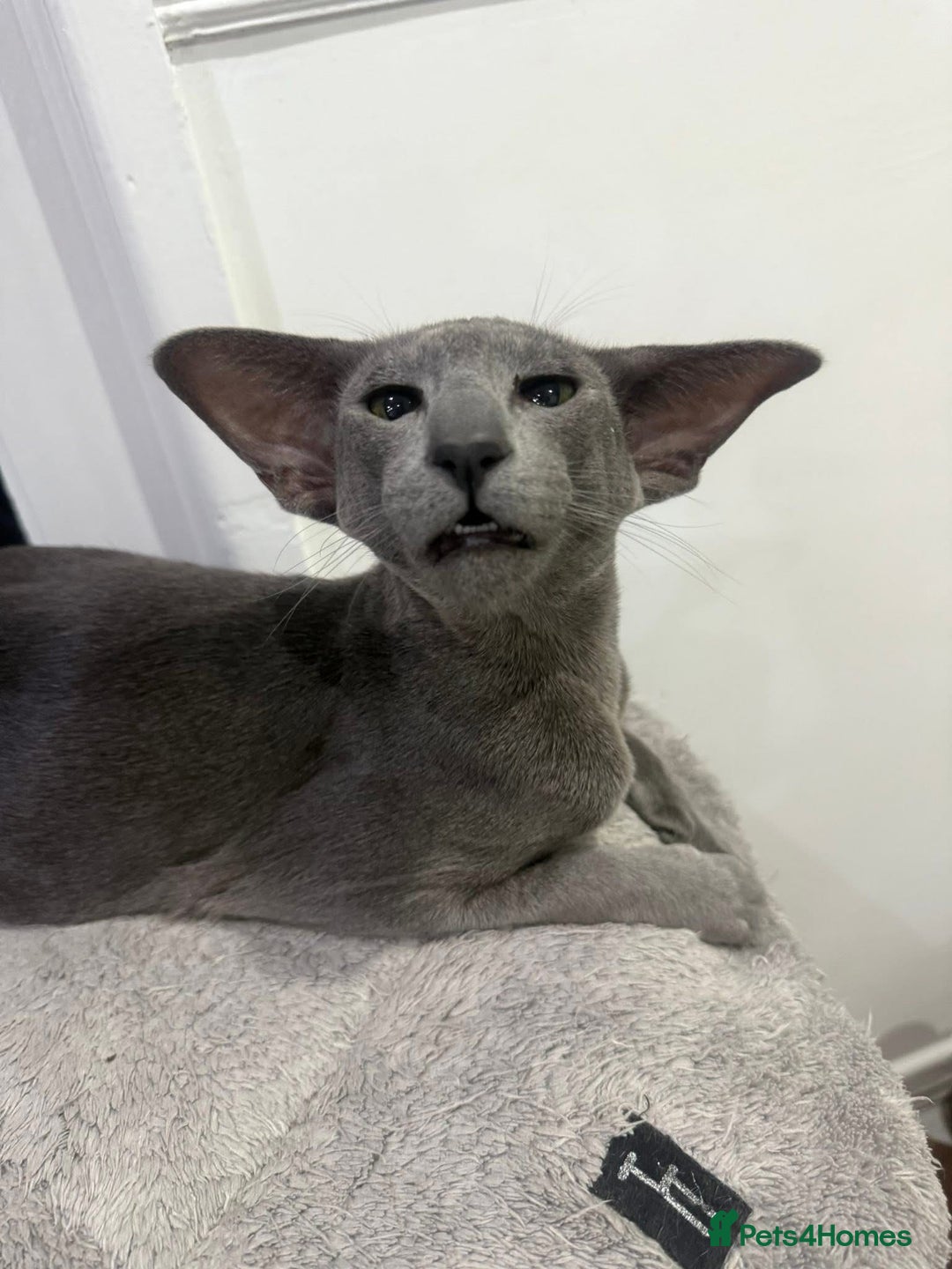 Oriental cats for sale: Stunning active blue girl Gccf registered  - Advert 4