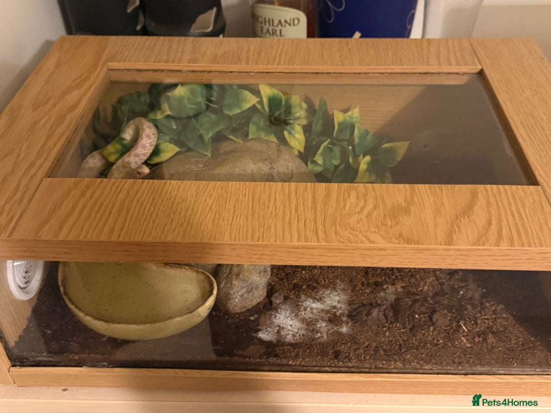 Garter Snake reptiles for sale: Male albino garter snake plus Viv+heat mat  - Advert 5