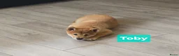 Japanese Shiba Inu dogs for sale: Foxy little shibas - Advert 27