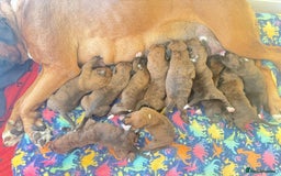 Boxer dogs for sale: Champion Sired KC Reg boxer puppies available - Image 4