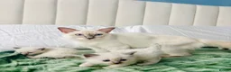 Ragdoll cats for sale: Last two GCCF registered ragdolls ready now  - Advert 3