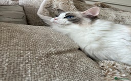 Ragdoll cats for sale: GCCF Registered Female Adult Ragdoll - Spayed - Image 5