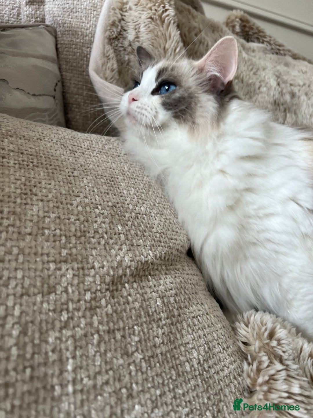 Ragdoll cats for sale: GCCF Registered Female Adult Ragdoll - Spayed - Image 5