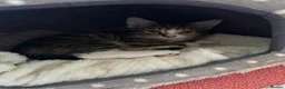 European cats for sale: Adorable kittens looking for loving forever homes  in Wolverhampton - Advert 3