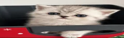 Exotic cats for sale: 2 high quality exotic females  - Advert 4