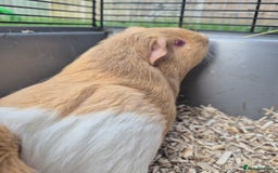Guinea Pig rodents for sale: Silkie x American bonded sisters  - Advert 6