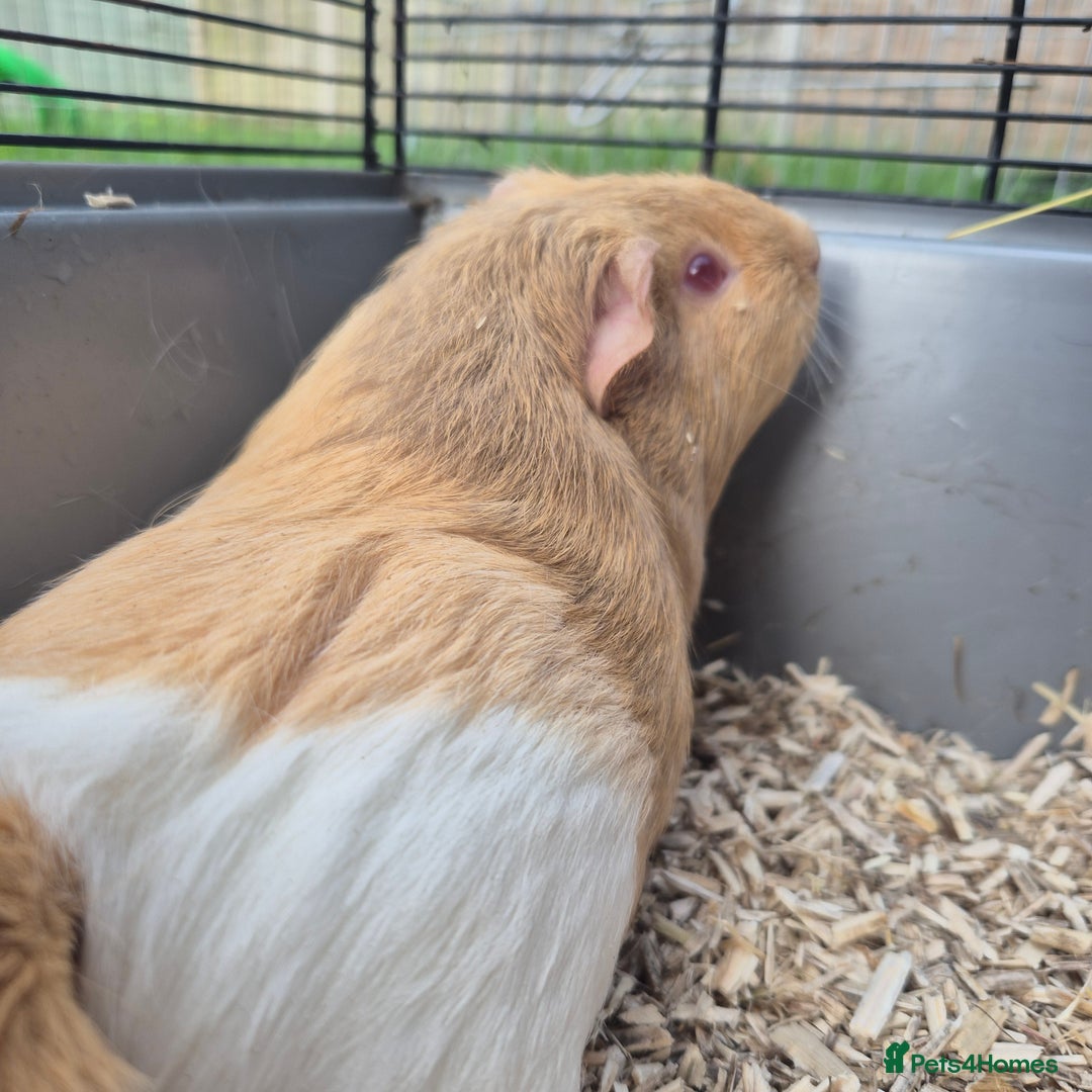 Guinea Pig rodents for sale: Silkie x American bonded sisters  - Advert 6