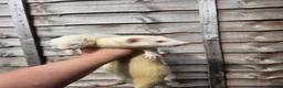 Ferret rodents for sale: 2 albino jills  - Advert 18