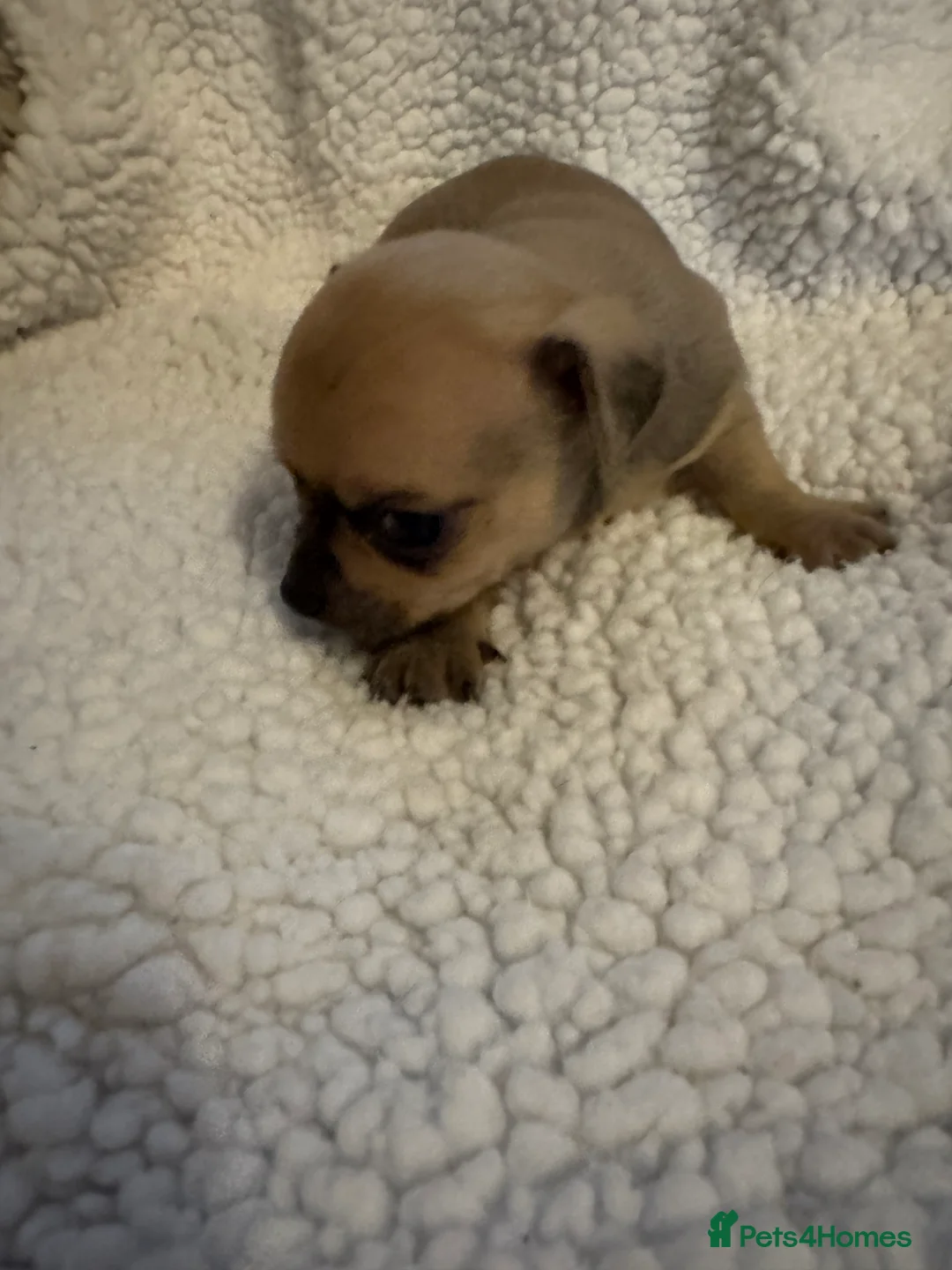 Chihuahua dogs for sale: 1 girl 1 boy  - Advert 8