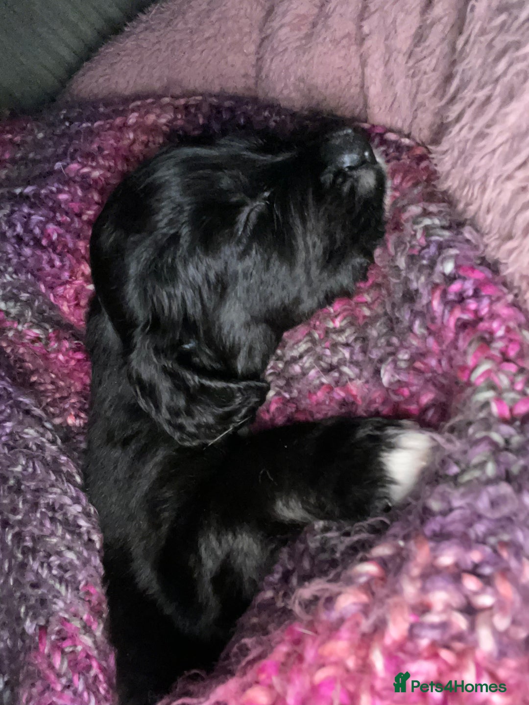 Mixed Breed dogs for sale: Sprollie Puppies  - Image 12