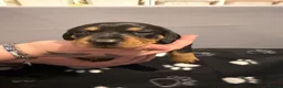 Miniature Dachshund dogs for sale: stunning miniature dachshund - Advert 11
