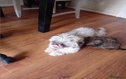 Shih Tzu dogs for sale: 6 Shih tzu puppies for sale - Image 6