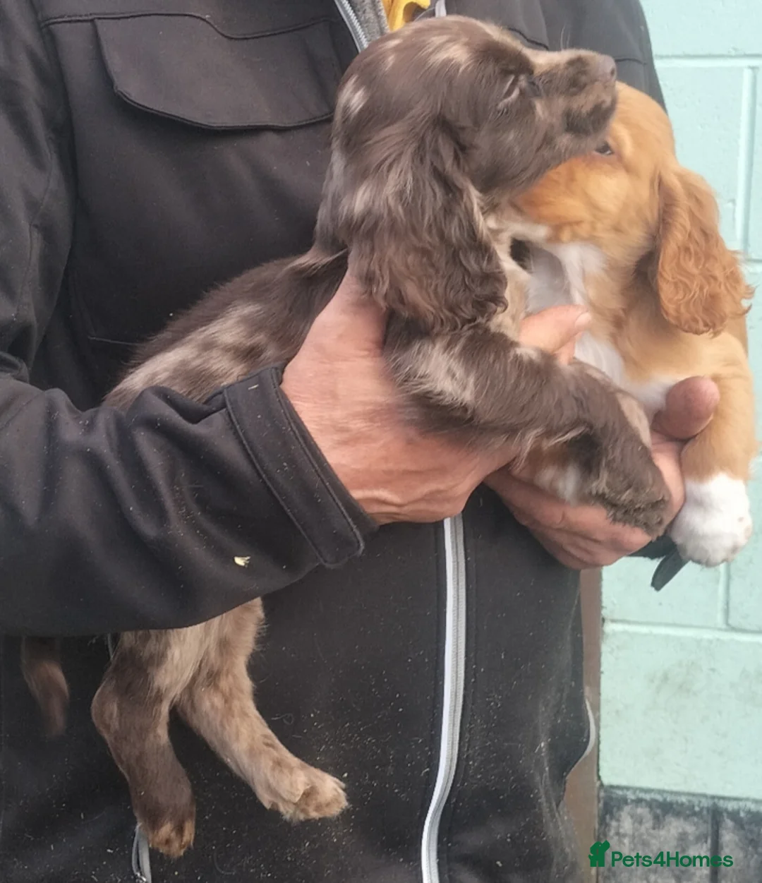 Cocker Spaniel dogs for sale: STUNNING COCKER SPANIEL PUPS  - Advert 2