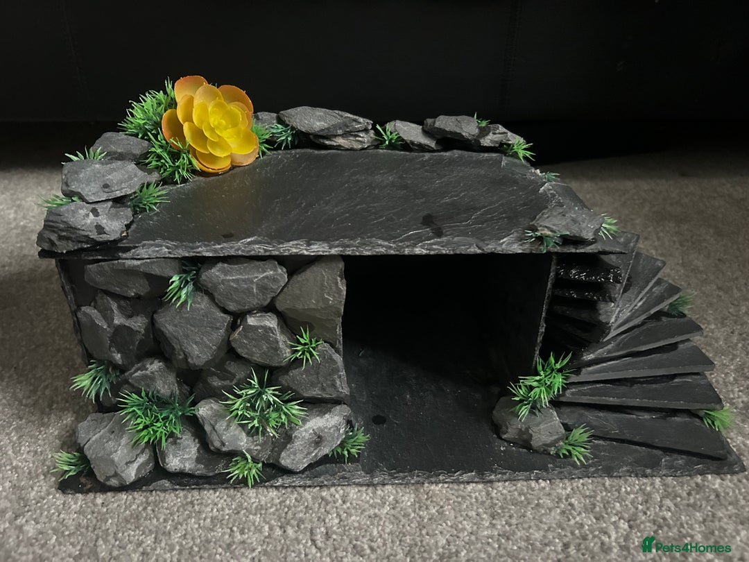 Bearded Dragon reptiles for sale: Reptile accessories and vivarium available - Advert 5