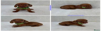 Miniature Dachshund 3