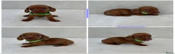 Miniature Dachshund dogs for sale: Dachshund puppies 3 boys 3 girls KC registered - Advert 28