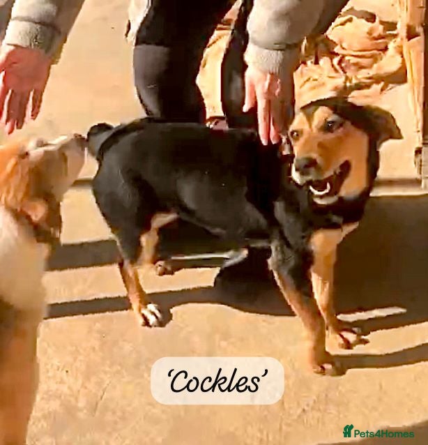 Mixed Breed dogs Cockles, approx 1 yr. Available for adoption. - Advert 12