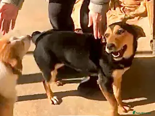 Mixed Breed dogs Cockles, approx 1 yr. Available for adoption. - Advert 12