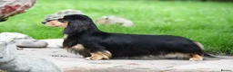 Miniature Dachshund dogs for sale: Champion Lines, Longhaired Miniature dachshunds - Advert 13