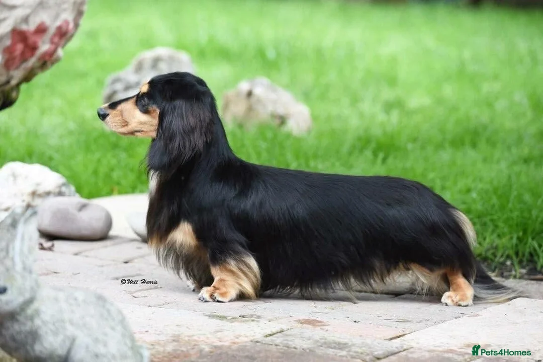 Miniature Dachshund dogs for sale: Champion Lines, Longhaired Miniature dachshunds - Advert 13