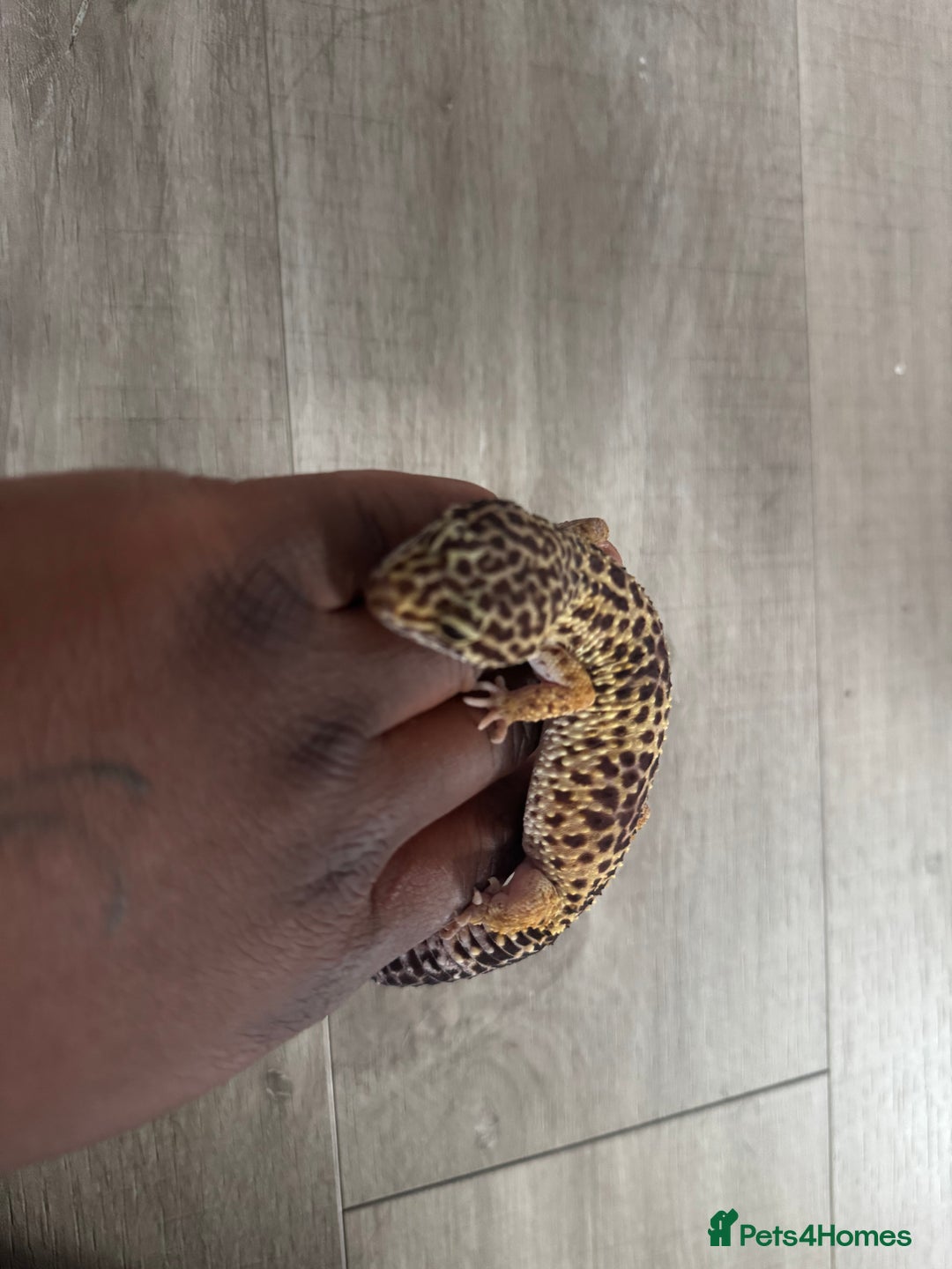 Corn Snake reptiles for sale: Leopard geckos snake for sale  in London - Image 1