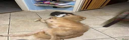 Mixed Breed dogs for adoption: Meet Blondie, currently residing in Lincolnshire  in Alford - Advert 4